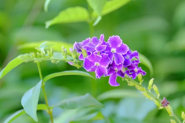 Vívidas Flores Púrpuras Exuberante Arbusto Verde — Foto de Stock