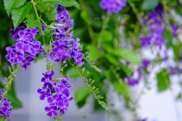 Żywe Purpurowe Kwiaty Bujnym Zielonym Krzewie — Zdjęcie stockowe