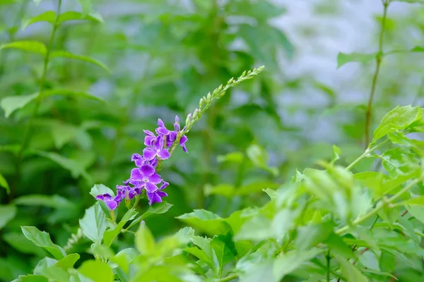 Vivid Purple Flowers Lush Green Bush — Stock Photo, Image