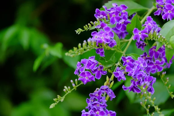 Hermoso Ramo Flores Púrpura Con Hojas Verdes — Foto de Stock