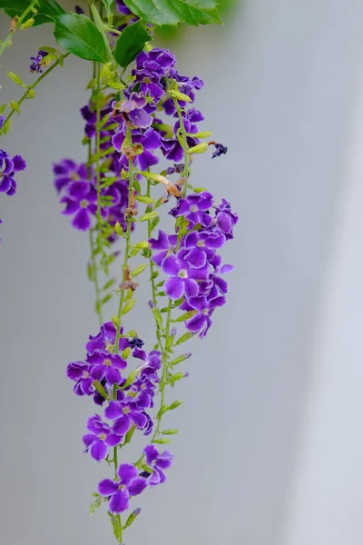 Schöner Lila Blumenstrauß Mit Grünen Blättern — Stockfoto