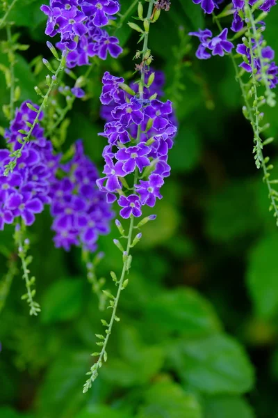 Beau Bouquet Fleurs Pourpres Avec Des Feuilles Vertes — Photo