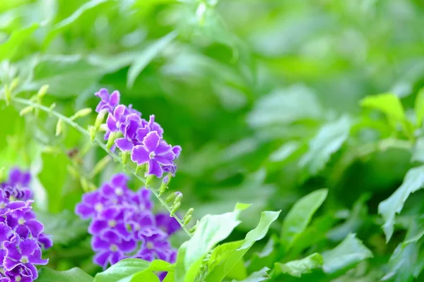 Beautiful Purple Flower Bouquet Green Leaves — Stock Photo, Image