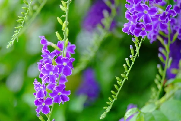 Hermoso Ramo Flores Púrpura Con Hojas Verdes — Foto de Stock