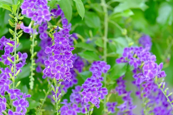 Levendige Paarse Bloemen Weelderige Groene Struik — Stockfoto