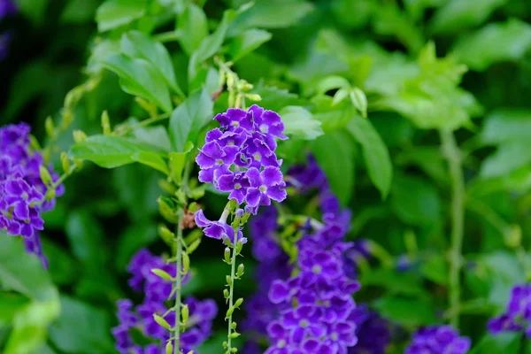 Hermoso Ramo Flores Púrpura Con Hojas Verdes — Foto de Stock