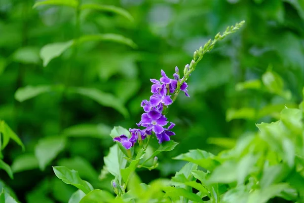 郁郁葱葱的绿灌木上有鲜艳的紫色花朵 — 图库照片