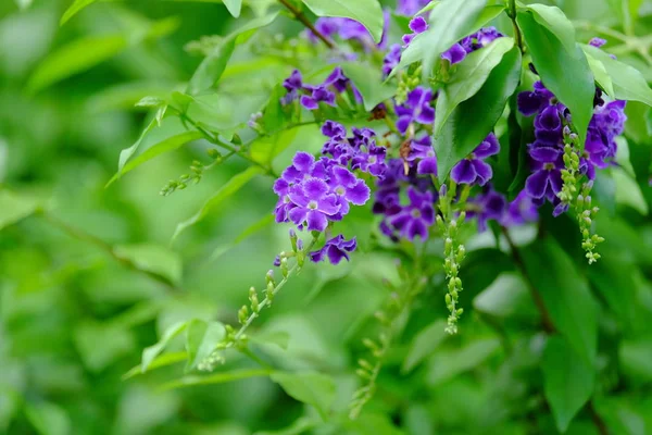 Beautiful Purple Flower Bouquet Green Leaves — Stock Photo, Image