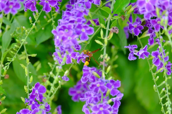 Vivid Purple Flowers Lush Green Bush — Stock Photo, Image