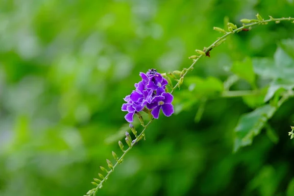 Flores Roxas Vívidas Arbusto Verde Exuberante — Fotografia de Stock