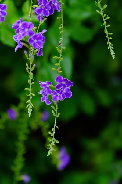 Belo Buquê Flores Roxas Com Folhas Verdes — Fotografia de Stock