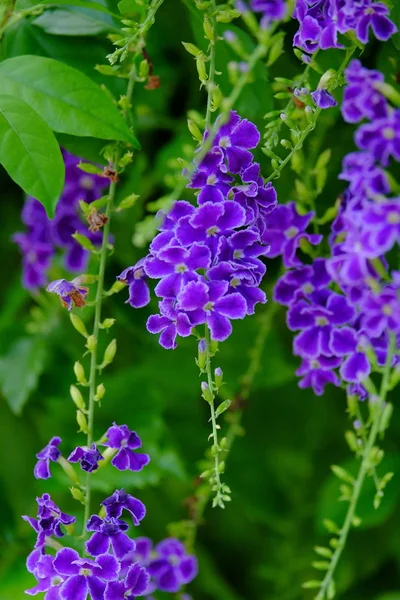 Hermoso Ramo Flores Púrpura Con Hojas Verdes —  Fotos de Stock