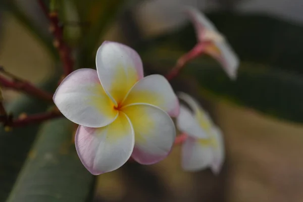 Fleurs Colorées Feuilles Vertes Dans Nature Fleurs Colorées Dans Nature — Photo