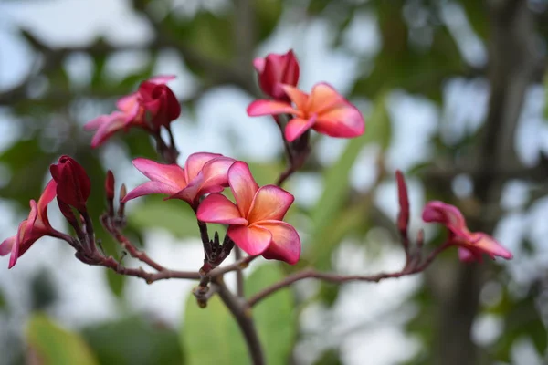 Bunte Blumen Und Grüne Blätter Der Natur Bunte Blumen Der — Stockfoto