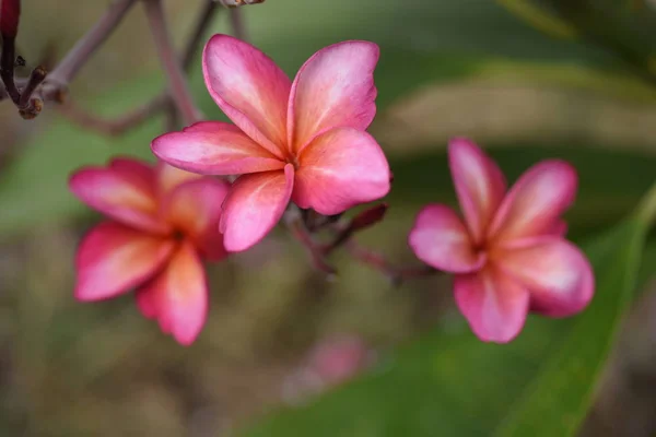 Fleurs Colorées Feuilles Vertes Dans Nature Fleurs Colorées Dans Nature — Photo