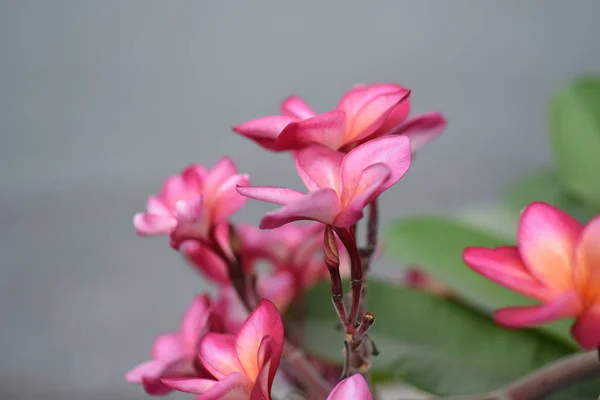 Bunte Blumen Und Grüne Blätter Der Natur Bunte Blumen Der — Stockfoto