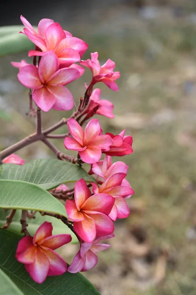 Barevné Květy Zelenými Listy Přírodě Barevné Květiny Přírodě Květiny Zahradě — Stock fotografie
