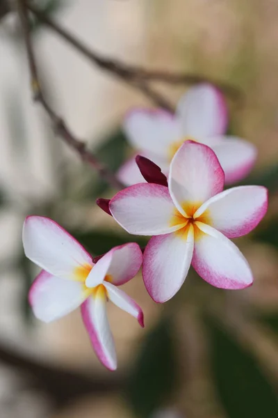 五颜六色的花朵和绿叶在大自然中 大自然中五颜六色的花朵 在花园里绽放的花在正式的花园 美丽的花园 — 图库照片