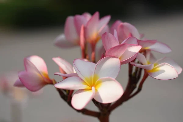 Bunte Blumen Und Grüne Blätter Der Natur Bunte Blumen Der — Stockfoto