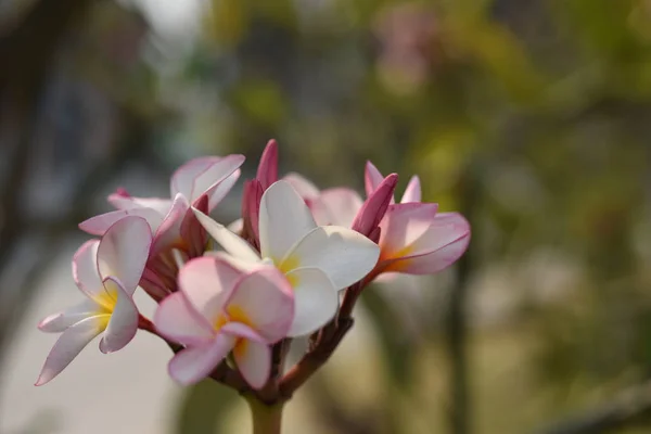 Fleurs Colorées Feuilles Vertes Dans Nature Fleurs Colorées Dans Nature — Photo