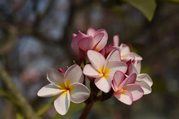 Flores Coloridas Jardim Plumeria Flor Florescer Lindas Flores Jardim Florescendo — Fotografia de Stock