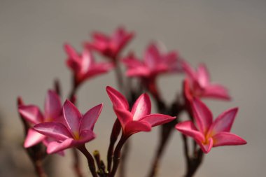 Renkli çiçekler ve doğada yeşil yaprakları. Renkli çiçekler doğada. Resmi Bahçe Bahçe Blooming çiçeklenir. Park. Güzel bahçe