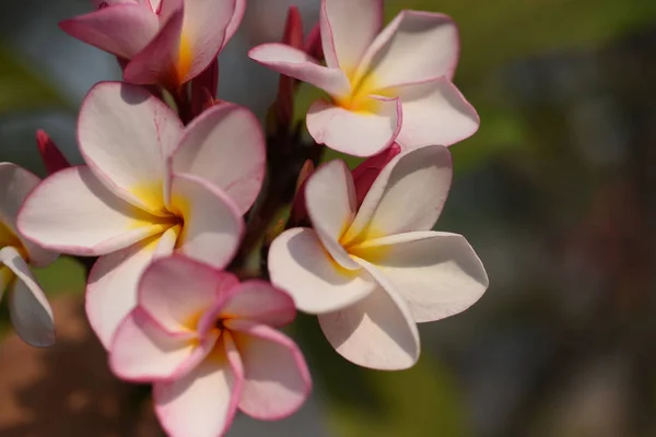 Fiori Colorati Foglie Verdi Natura Fiori Colorati Natura Fiori Nel — Foto Stock