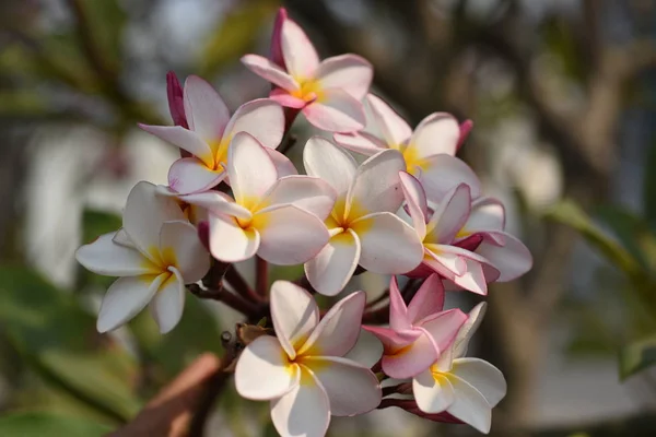 다채로운 정원에서 Plumeria 피입니다 여름에서 Blooming에 — 스톡 사진