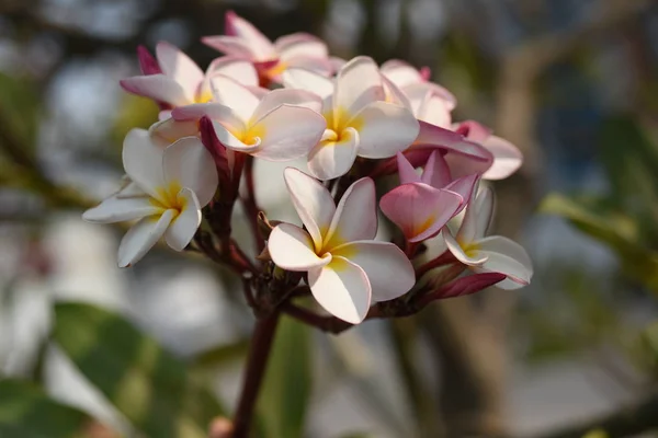 Rosa Tropiska Blommor Blommar Träd — Stockfoto