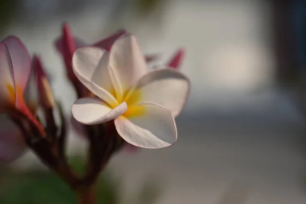 五颜六色的花朵和绿叶在大自然中 大自然中五颜六色的花朵 在花园里绽放的花在正式的花园 美丽的花园 — 图库照片