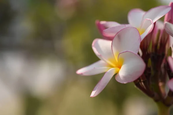 Fleurs Colorées Feuilles Vertes Dans Nature Fleurs Colorées Dans Nature — Photo