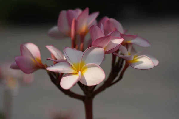 粉红色的热带花在树上盛开 — 图库照片