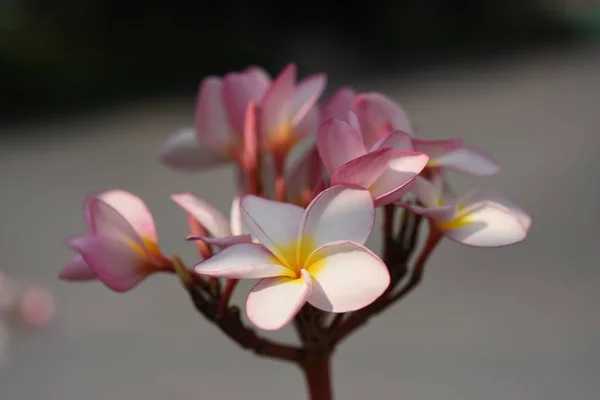 五颜六色的花朵和绿叶在大自然中 大自然中五颜六色的花朵 在花园里绽放的花在正式的花园 美丽的花园 — 图库照片