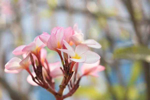 Bahçede Renkli Çiçek Plumeria Çiçek Çiçeklenme Güzel Bahçe Blooming Yaz — Stok fotoğraf