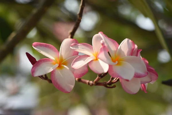 Bunte Blumen Und Grüne Blätter Der Natur Bunte Blumen Der — Stockfoto