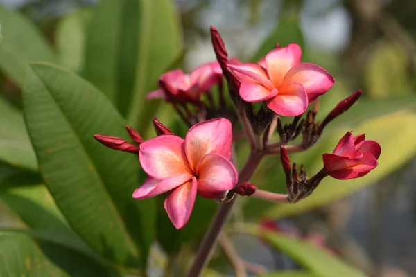 Kleurrijke Bloemen Tuin Plumeria Bloem Bloeien Prachtige Bloemen Tuin Blooming — Stockfoto