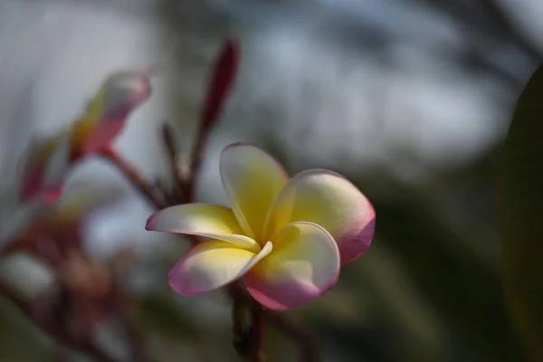 Fiori Colorati Foglie Verdi Natura Fiori Colorati Natura Fiori Nel — Foto Stock