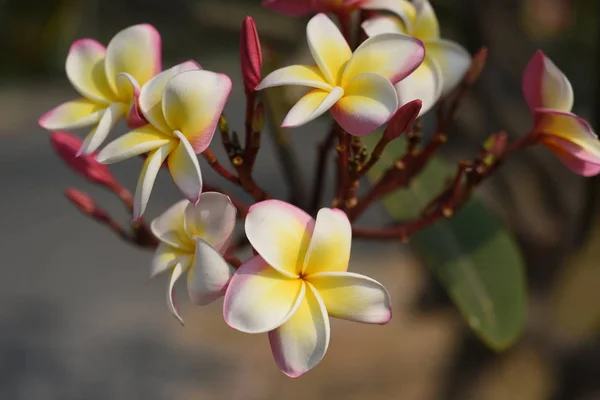 Fleurs Colorées Dans Jardin Fleurs Plumeria Fleurir Belles Fleurs Dans — Photo