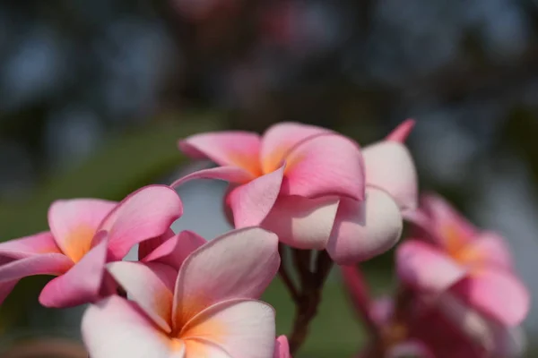 Bahçede Renkli Çiçek Plumeria Çiçek Çiçeklenme Güzel Bahçe Blooming Yaz — Stok fotoğraf