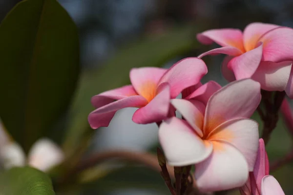 Färgglada Blommor Och Gröna Blad Naturen Färgglada Blommor Naturen Blommor — Stockfoto