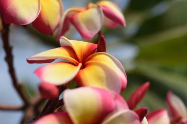 Ağaçta açan pembe tropikal çiçekler