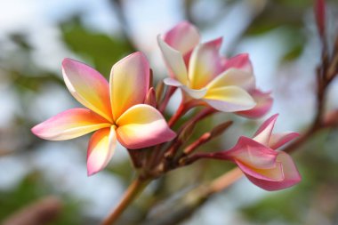 Ağaçta açan pembe tropikal çiçekler