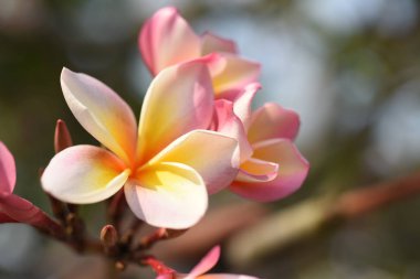 Ağaçta açan pembe tropikal çiçekler