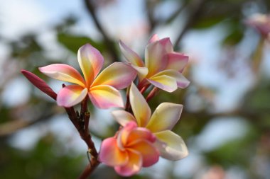 Ağaçta açan pembe tropikal çiçekler