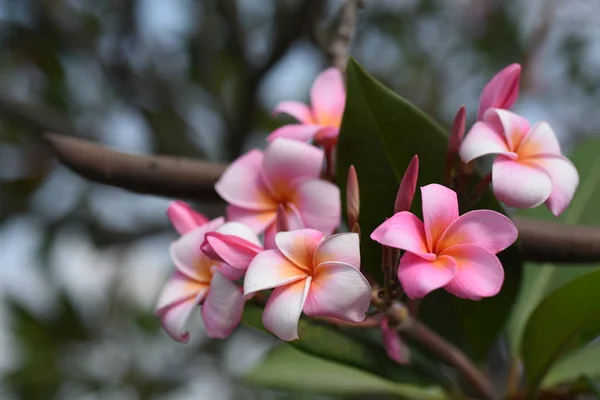 Kleurrijke Bloemen Groene Bladeren Natuur Kleurrijke Bloemen Natuur Bloemen Tuin — Stockfoto