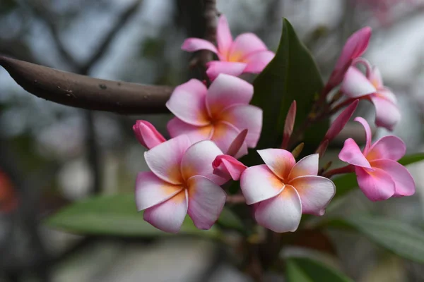 Fleurs Colorées Feuilles Vertes Dans Nature Fleurs Colorées Dans Nature — Photo