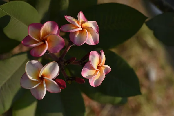 Roze Tropische Bloemen Bloeien Boom — Stockfoto