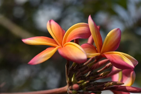 Flores Coloridas Jardim Flor Plumeria Florescer Flores Bonitas Jardim Florescendo — Fotografia de Stock