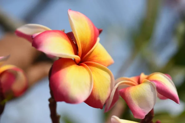 Bahçede Renkli Çiçek Plumeria Çiçek Çiçeklenme Yaz Aylarında Bahçe Blooming — Stok fotoğraf