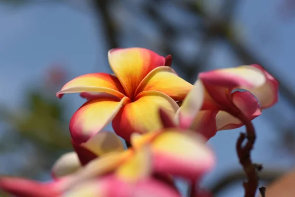 Flores Tropicales Rosadas Que Florecen Árbol — Foto de Stock